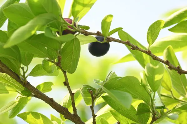 Alangium salvifolium veya adaçayı alangium ağacı meyvesi bırakır. Cornaceaefamily 'de çiçek açan bir bitki. Ağaçtaki yabani meyve. 
