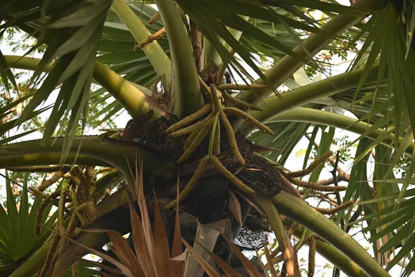 Borassus flabellifer çiçeği. Avuç içi, palmiye, tala ağacı, hurma ağacı, tomurcuk palmiyesi, iyon palmiyesi, şarap palmiyesi, Asya palmiyesi antraması.