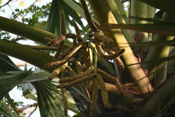 Borassus flabellifer çiçeği. Avuç içi, palmiye, tala ağacı, hurma ağacı, tomurcuk palmiyesi, iyon palmiyesi, şarap palmiyesi, Asya palmiyesi antraması.