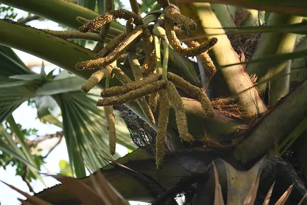 Borassus flabellifer çiçeği. Avuç içi, palmiye, tala ağacı, hurma ağacı, tomurcuk palmiyesi, iyon palmiyesi, şarap palmiyesi, Asya palmiyesi antraması.