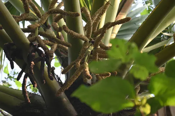 Borassus flabellifer çiçeği. Avuç içi, palmiye, tala ağacı, hurma ağacı, tomurcuk palmiyesi, iyon palmiyesi, şarap palmiyesi, Asya palmiyesi antraması.