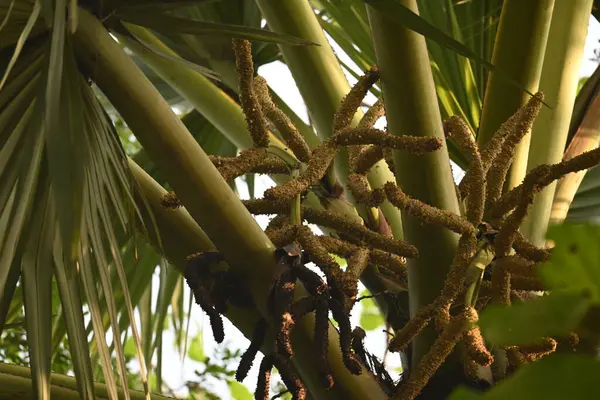 Borassus flabellifer çiçeği. Avuç içi, palmiye, tala ağacı, hurma ağacı, tomurcuk palmiyesi, iyon palmiyesi, şarap palmiyesi, Asya palmiyesi antraması.