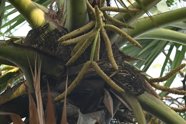 Borassus flabellifer çiçeği. Avuç içi, palmiye, tala ağacı, hurma ağacı, tomurcuk palmiyesi, iyon palmiyesi, şarap palmiyesi, Asya palmiyesi antraması.