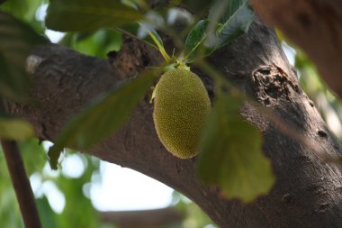Ağaçta Jackfruit var. Bu bir Moracea ailesi meyvesi. Adı Artocarpus heterophyllus ve Jackfruit. Yeşil hazır olmayan meyve yemek için kullanıldığı gibi pişirilir. Hindistan 'da popüler meyveler..