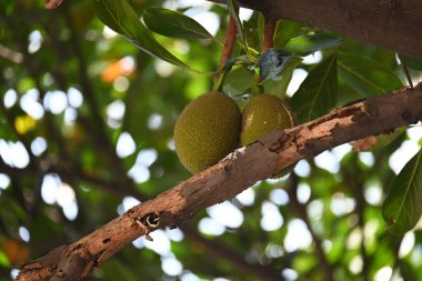 Ağaçta Jackfruit var. Bu bir Moracea ailesi meyvesi. Adı Artocarpus heterophyllus ve Jackfruit. Yeşil hazır olmayan meyve yemek için kullanıldığı gibi pişirilir. Hindistan 'da popüler meyveler..