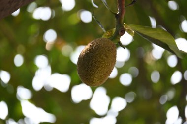 Ağaçta Jackfruit var. Bu bir Moracea ailesi meyvesi. Adı Artocarpus heterophyllus ve Jackfruit. Yeşil hazır olmayan meyve yemek için kullanıldığı gibi pişirilir. Hindistan 'da popüler meyveler..