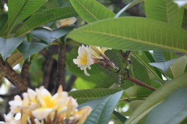 Plumeria Rubra çiçeği. Adiduduousplant türleri diğer adları olan adları: Fransizgipani, Paucipan, Frangipani, yaygın frangipani, tapınak ağacı, calachuchi ve basitçe plumeria..