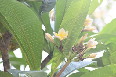 Plumeria Rubra çiçeği. Adiduduousplant türleri diğer adları olan adları: Fransizgipani, Paucipan, Frangipani, yaygın frangipani, tapınak ağacı, calachuchi ve basitçe plumeria..
