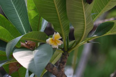 Plumeria Rubra çiçeği. Adiduduousplant türleri diğer adları olan adları: Fransizgipani, Paucipan, Frangipani, yaygın frangipani, tapınak ağacı, calachuchi ve basitçe plumeria..