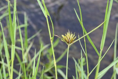 Cyperus polistachyos otu. Yaygın isimleri Pycreus polystachyos, manyspike flatsedge, bunchy sedge, Coast Flatsedge, birçok dikenli sedge ve Texas sedge. Cyperaceae familyasındaki bitkisel türler.. 
