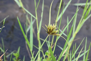 Cyperus polistachyos otu. Yaygın isimleri Pycreus polystachyos, manyspike flatsedge, bunchy sedge, Coast Flatsedge, birçok dikenli sedge ve Texas sedge. Cyperaceae familyasındaki bitkisel türler.. 