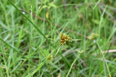 Cyperus polistachyos otu. Yaygın isimleri Pycreus polystachyos, manyspike flatsedge, bunchy sedge, Coast Flatsedge, birçok dikenli sedge ve Texas sedge. Cyperaceae familyasındaki bitkisel türler.. 