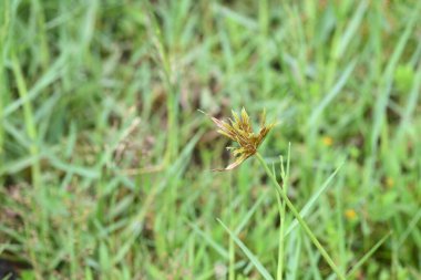 Cyperus polistachyos otu. Yaygın isimleri Pycreus polystachyos, manyspike flatsedge, bunchy sedge, Coast Flatsedge, birçok dikenli sedge ve Texas sedge. Cyperaceae familyasındaki bitkisel türler.. 