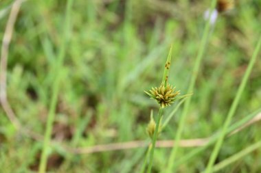 Cyperus polistachyos otu. Yaygın isimleri Pycreus polystachyos, manyspike flatsedge, bunchy sedge, Coast Flatsedge, birçok dikenli sedge ve Texas sedge. Cyperaceae familyasındaki bitkisel türler.. 