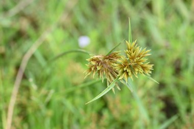 Cyperus polistachyos otu. Yaygın isimleri Pycreus polystachyos, manyspike flatsedge, bunchy sedge, Coast Flatsedge, birçok dikenli sedge ve Texas sedge. Cyperaceae familyasındaki bitkisel türler.. 