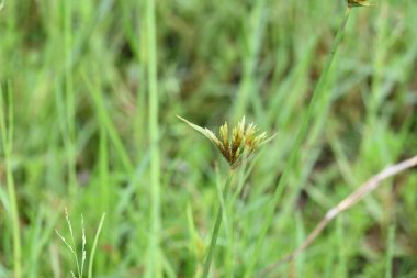 Cyperus polistachyos otu. Yaygın isimleri Pycreus polystachyos, manyspike flatsedge, bunchy sedge, Coast Flatsedge, birçok dikenli sedge ve Texas sedge. Cyperaceae familyasındaki bitkisel türler.. 