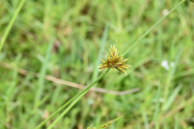Cyperus polistachyos otu. Yaygın isimleri Pycreus polystachyos, manyspike flatsedge, bunchy sedge, Coast Flatsedge, birçok dikenli sedge ve Texas sedge. Cyperaceae familyasındaki bitkisel türler.. 