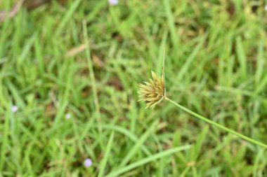 Cyperus polistachyos otu. Yaygın isimleri Pycreus polystachyos, manyspike flatsedge, bunchy sedge, Coast Flatsedge, birçok dikenli sedge ve Texas sedge. Cyperaceae familyasındaki bitkisel türler.. 