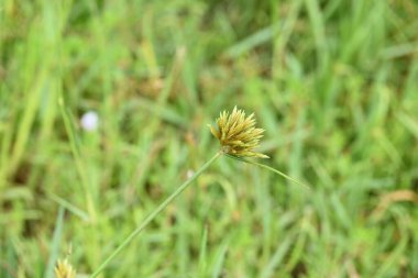 Cyperus polistachyos otu. Yaygın isimleri Pycreus polystachyos, manyspike flatsedge, bunchy sedge, Coast Flatsedge, birçok dikenli sedge ve Texas sedge. Cyperaceae familyasındaki bitkisel türler.. 