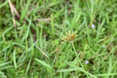 Cyperus polistachyos otu. Yaygın isimleri Pycreus polystachyos, manyspike flatsedge, bunchy sedge, Coast Flatsedge, birçok dikenli sedge ve Texas sedge. Cyperaceae familyasındaki bitkisel türler.. 