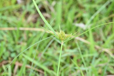 Cyperus polistachyos otu. Yaygın isimleri Pycreus polystachyos, manyspike flatsedge, bunchy sedge, Coast Flatsedge, birçok dikenli sedge ve Texas sedge. Cyperaceae familyasındaki bitkisel türler.. 