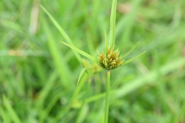 Cyperus polistachyos otu. Yaygın isimleri Pycreus polystachyos, manyspike flatsedge, bunchy sedge, Coast Flatsedge, birçok dikenli sedge ve Texas sedge. Cyperaceae familyasındaki bitkisel türler.. 