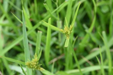 Cyperus polistachyos otu. Yaygın isimleri Pycreus polystachyos, manyspike flatsedge, bunchy sedge, Coast Flatsedge, birçok dikenli sedge ve Texas sedge. Cyperaceae familyasındaki bitkisel türler.. 