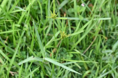 Cyperus polistachyos otu. Yaygın isimleri Pycreus polystachyos, manyspike flatsedge, bunchy sedge, Coast Flatsedge, birçok dikenli sedge ve Texas sedge. Cyperaceae familyasındaki bitkisel türler.. 