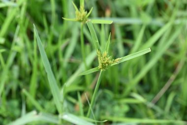 Cyperus polistachyos otu. Yaygın isimleri Pycreus polystachyos, manyspike flatsedge, bunchy sedge, Coast Flatsedge, birçok dikenli sedge ve Texas sedge. Cyperaceae familyasındaki bitkisel türler.. 