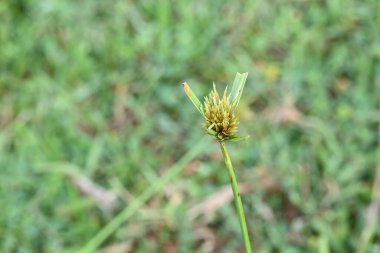 Cyperus polistachyos otu. Yaygın isimleri Pycreus polystachyos, manyspike flatsedge, bunchy sedge, Coast Flatsedge, birçok dikenli sedge ve Texas sedge. Cyperaceae familyasındaki bitkisel türler.. 