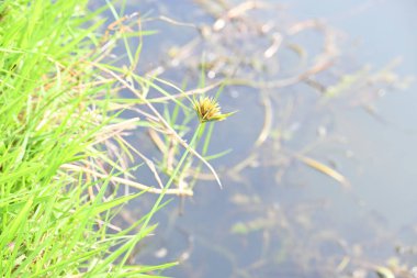 Cyperus polistachyos otu. Yaygın isimleri Pycreus polystachyos, manyspike flatsedge, bunchy sedge, Coast Flatsedge, birçok dikenli sedge ve Texas sedge. Cyperaceae familyasındaki bitkisel türler.. 