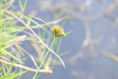 Cyperus polistachyos otu. Yaygın isimleri Pycreus polystachyos, manyspike flatsedge, bunchy sedge, Coast Flatsedge, birçok dikenli sedge ve Texas sedge. Cyperaceae familyasındaki bitkisel türler.. 