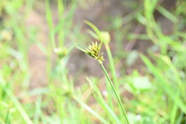 Cyperus polistachyos otu. Yaygın isimleri Pycreus polystachyos, manyspike flatsedge, bunchy sedge, Coast Flatsedge, birçok dikenli sedge ve Texas sedge. Cyperaceae familyasındaki bitkisel türler.. 