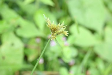 Cyperus polistachyos otu. Yaygın isimleri Pycreus polystachyos, manyspike flatsedge, bunchy sedge, Coast Flatsedge, birçok dikenli sedge ve Texas sedge. Cyperaceae familyasındaki bitkisel türler.. 