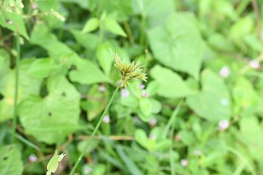 Cyperus polistachyos otu. Yaygın isimleri Pycreus polystachyos, manyspike flatsedge, bunchy sedge, Coast Flatsedge, birçok dikenli sedge ve Texas sedge. Cyperaceae familyasındaki bitkisel türler.. 