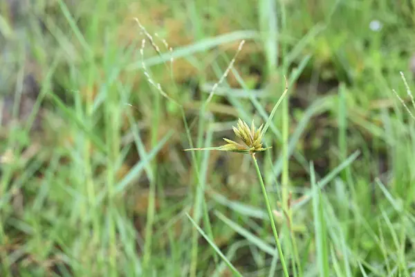Cyperus polistachyos otu. Yaygın isimleri Pycreus polystachyos, manyspike flatsedge, bunchy sedge, Coast Flatsedge, birçok dikenli sedge ve Texas sedge. Cyperaceae familyasındaki bitkisel türler.. 