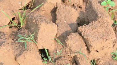 Çiğ kil tuğlalar suya batırılmış. Kurumuş çamur tuğlaları, yağmur suyunda ıslanarak mahvolmuş. Tuğla üretimi.