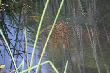 Little red fishs are playing in water. A school of newborn red fish is swimming in the river where they live. Marine life. Aquatic creatures.