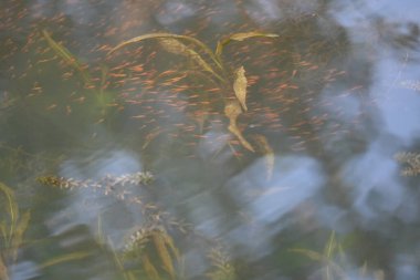 Küçük kırmızı balıklar suda oynuyorlar. Yeni doğmuş bir kırmızı balık sürüsü yaşadıkları nehirde yüzüyor. Deniz hayatı. Su canlıları.