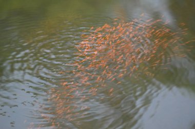 Küçük kırmızı balıklar suda oynuyorlar. Yeni doğmuş bir kırmızı balık sürüsü yaşadıkları nehirde yüzüyor. Deniz hayatı. Su canlıları.