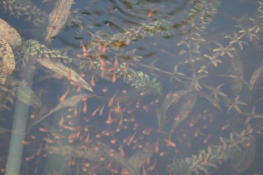 Küçük kırmızı balıklar suda oynuyorlar. Yeni doğmuş bir kırmızı balık sürüsü yaşadıkları nehirde yüzüyor. Deniz hayatı. Su canlıları.