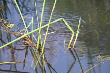 Küçük kırmızı balıklar suda oynuyorlar. Yeni doğmuş bir kırmızı balık sürüsü yaşadıkları nehirde yüzüyor. Deniz hayatı. Su canlıları.