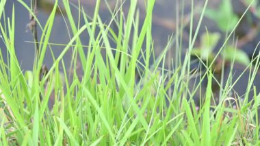 Desmostachya bipinnata otu. Yaygın adları; yarım çim, büyük çim, tuzlu sazlık çim, Kusha çimi ve Darbha otudur. Bu bir Eski Dünya Çimeni, uzun zamandır bilinen ve insanlık tarihinde kullanılan. 