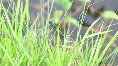 Desmostachya bipinnata otu. Yaygın adları; yarım çim, büyük çim, tuzlu sazlık çim, Kusha çimi ve Darbha otudur. Bu bir Eski Dünya Çimeni, uzun zamandır bilinen ve insanlık tarihinde kullanılan. 