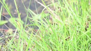 Desmostachya bipinnata otu. Yaygın adları; yarım çim, büyük çim, tuzlu sazlık çim, Kusha çimi ve Darbha otudur. Bu bir Eski Dünya Çimeni, uzun zamandır bilinen ve insanlık tarihinde kullanılan. 