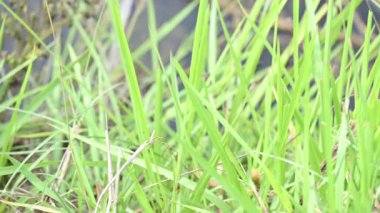 Desmostachya bipinnata otu. Yaygın adları; yarım çim, büyük çim, tuzlu sazlık çim, Kusha çimi ve Darbha otudur. Bu bir Eski Dünya Çimeni, uzun zamandır bilinen ve insanlık tarihinde kullanılan. 