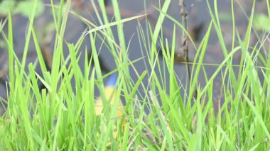 Desmostachya bipinnata otu. Yaygın adları; yarım çim, büyük çim, tuzlu sazlık çim, Kusha çimi ve Darbha otudur. Bu bir Eski Dünya Çimeni, uzun zamandır bilinen ve insanlık tarihinde kullanılan. 