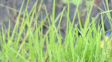 Desmostachya bipinnata otu. Yaygın adları; yarım çim, büyük çim, tuzlu sazlık çim, Kusha çimi ve Darbha otudur. Bu bir Eski Dünya Çimeni, uzun zamandır bilinen ve insanlık tarihinde kullanılan. 