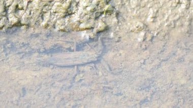 Su akrepleri. Nepidaeus, AquaticHeteropteransectsin familyasından bir böcektir. Korpionlara olan yüzeysel benzerliklerinden dolayı adı su akrebi. İğne böcekleri ya da su böceği..