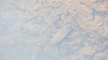 Su akrepleri. Nepidaeus, AquaticHeteropteransectsin familyasından bir böcektir. Korpionlara olan yüzeysel benzerliklerinden dolayı adı su akrebi. İğne böcekleri ya da su böceği..